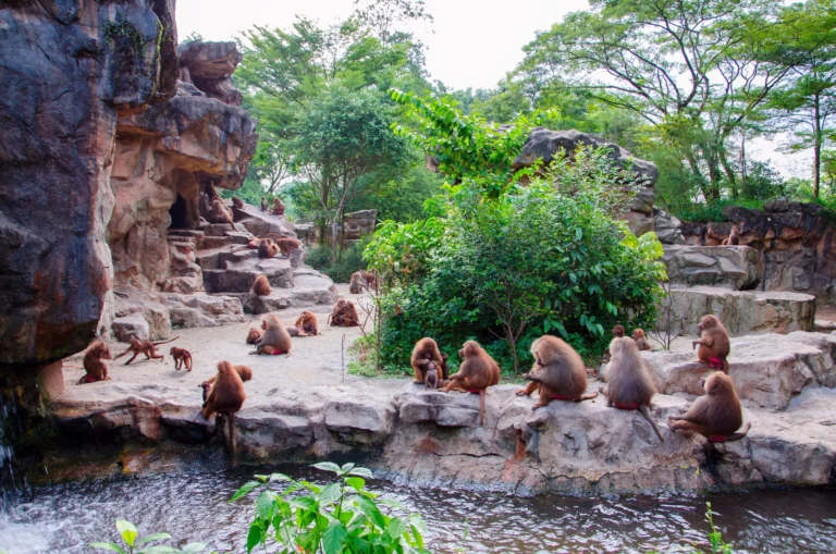 Singapore Zoo