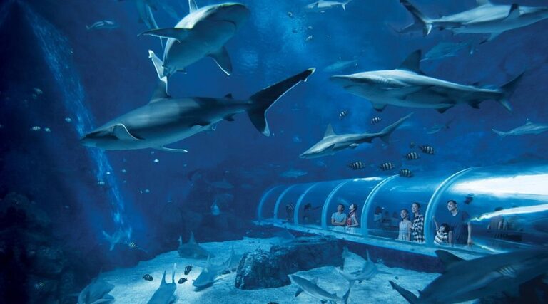 Menyelami Keajaiban Laut di S.E.A. Aquarium