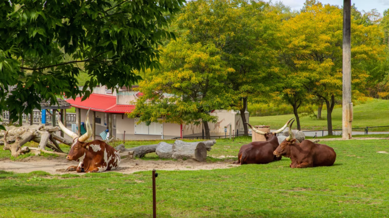 Kebun Binatang Toronto