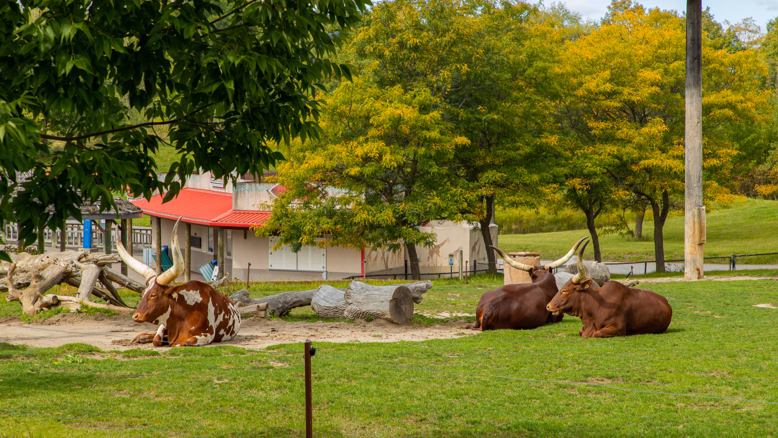 Kebun Binatang Toronto