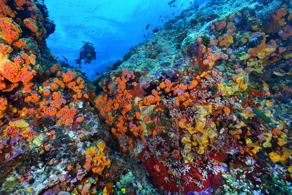 Tubbataha Reef