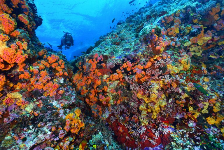 Tubbataha Reef